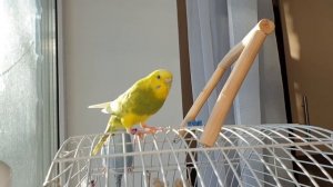 Правильная пара волнистых попугаев. Отношения в семье попугаев