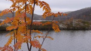 Тундра поздней осенью. Кольский полуостров. Район Ура-губы, 29 сентября 2020 г.