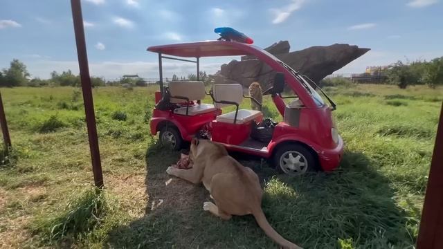 Легендарная львица МАМА ЧОЛИ попросилась в саванну и СРАЗУ УСТРОИЛА КИПИШ! смотреть онлайн