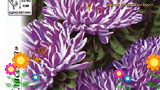Астра китайская Риббон Блу. Краткий обзор, описание характеристик callistephus chinensis Ribbon Blu смотреть онлайн