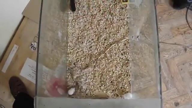 Отпугиватель грызунов и его действие на мышей