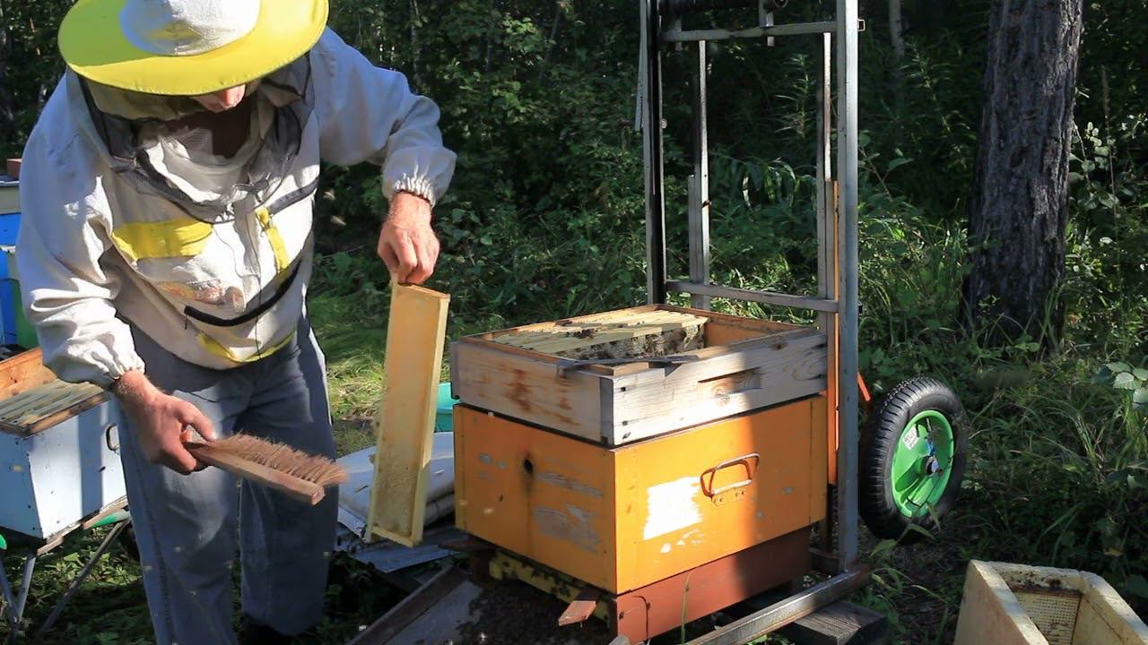 Сотовый мед, как он у меня получается. смотреть онлайн