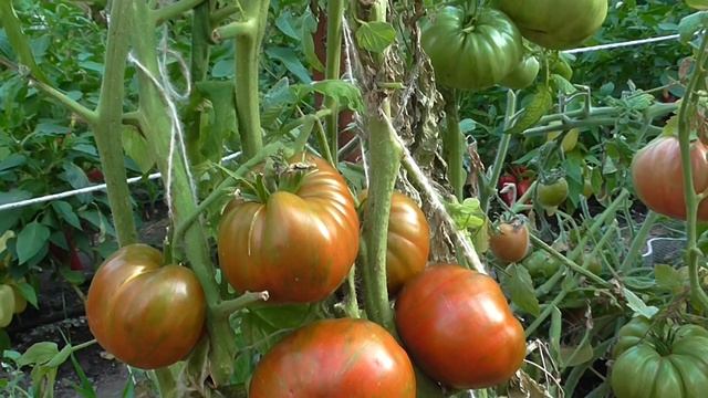 ПОЛОСАТЫЙ КАБАН ЭКЗОТИЧЕСКИЙ ТОМАТ