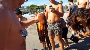 Осьминог в Средиземном море. Поймали осьминога. Ницца