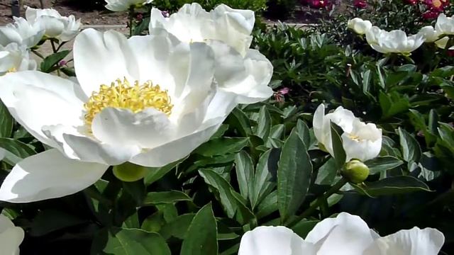 Pioenroos 'Duchesse de Nemours' смотреть онлайн