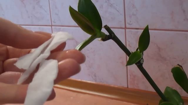 Как наростить корни у детки орхидеи если цветонос желтеет смотреть онлайн