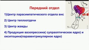 ГИПОТАЛАМУС.Месторасположение,отделы, ядра, функции, либерины и статины.