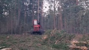 Лесорубы пилят лес