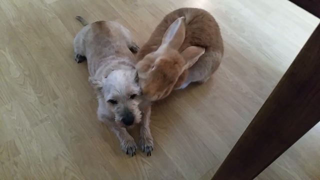 Dog and giant rabbit best friends grooming смотреть онлайн