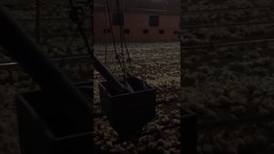 Птицеферма и свиноферма в Германии