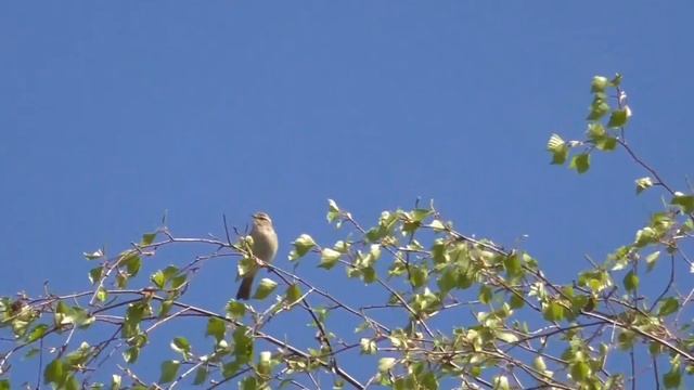 Пеночка - интересные факты (Фото, видео, пение) смотреть онлайн