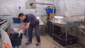 Финал: Выращиваем кур бройлеров.  60-й день.