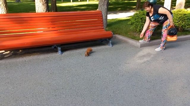 Харьков, парк, белочка.....? смотреть онлайн