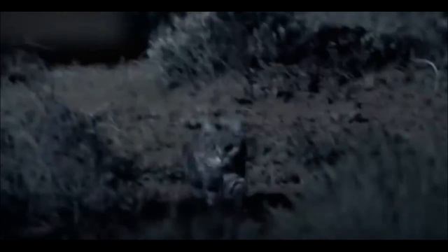 Самые маленькие хищники на планете