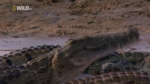 Суперхищники Нильский крокодил