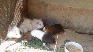 Размножение морских свинок.Пересадка малышей.