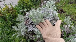 ЦИНЕРАРИЯ - уже вторая зима в открытом грунте❄️