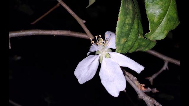 Кайсын Кулиев Растёт ребёнок плача #стихиодетях #поэты20века #балкарскийпоэт смотреть онлайн