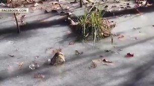 Аллигаторы замерзли в водоемах