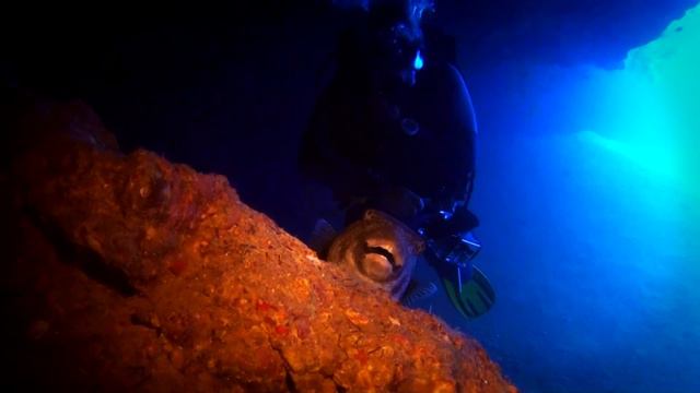 Подводная живность Красного моря смотреть онлайн