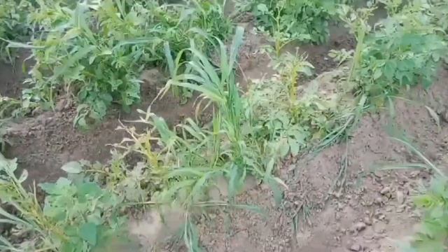 Окучивание картофеля, борьба с жуком #минитрактор #жук #работаназемле смотреть онлайн