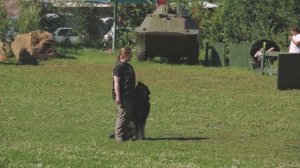 Хотошо (бурят-монгольский волкодав) сдача BH / VT