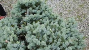 Picea Pungens St  Mary's Broom