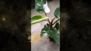 Филодендрон Вайт Принцесс Белая Принцесса