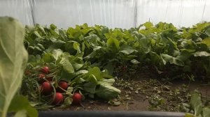 Первый сбор редиски с теплицы 04. 04. 2019