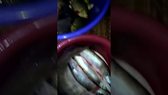 результат хорошей рыбалки. смотреть онлайн