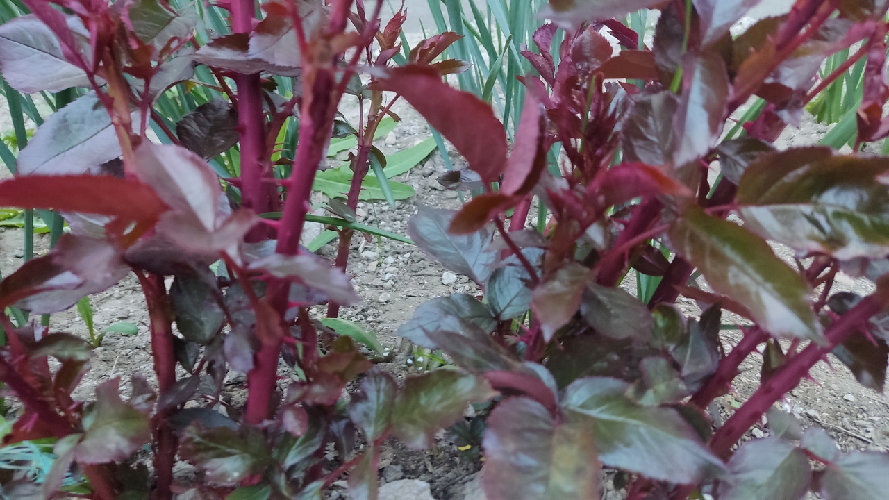 Мои РОЗЫ ЖИВЫЕ! смотреть онлайн