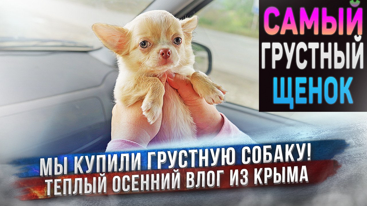 Мы купили грустную собаку ? Щенок чихуахуа ехал к нам 2 дня через всю страну.