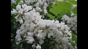 Акация белая (растения полезные и ядовитые для кроликов)