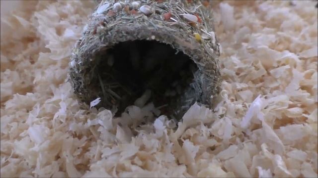 Мини-подарочки на полгодика Пусе смотреть онлайн