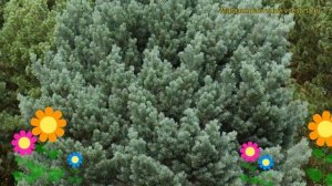 Сосна обыкновенная Ватерери. Краткий обзор, описание характеристик pinus sylvestris Watererii