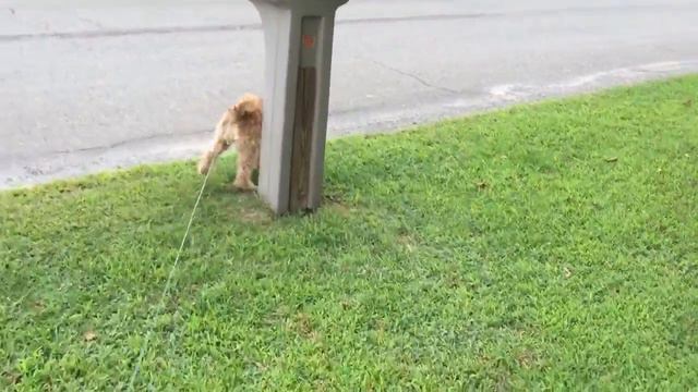 Street Patrol after Surgery смотреть онлайн