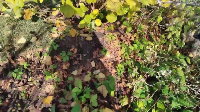 Осенние посадки и обрезка на участке. Стрижка туи смарагд. смотреть онлайн