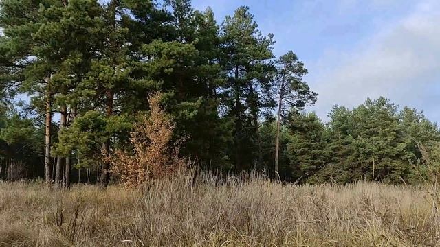 Эти сны предвещают беды и неприятности. Значение снов. смотреть онлайн