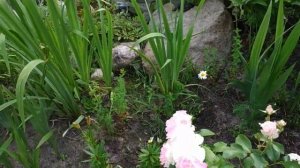 Роза Шарль Азнавур. Прогулка по цветнику