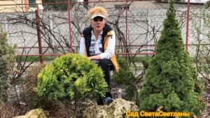 Садовые Ниваки.Туя Санкист.Создаем Новую Форму.Стрижем По Новому.Красивый Сад Своими Руками.Дача.