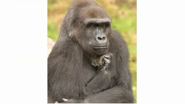 Животные что делают смотреть онлайн