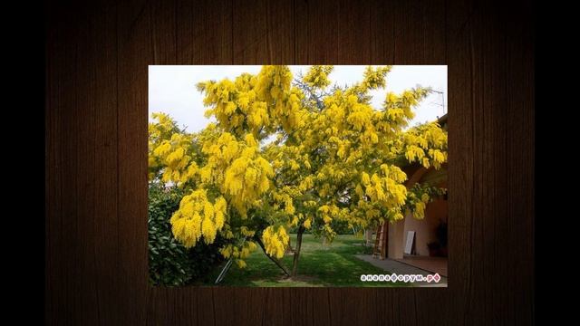 СП "Цветочные фантазии" Мимоза (ботаника) отчет №1 смотреть онлайн