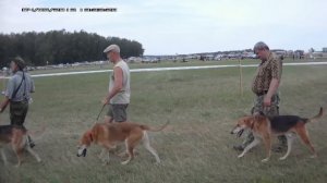 XI Всероссийская выставка охотничьих собак г ТУЛА