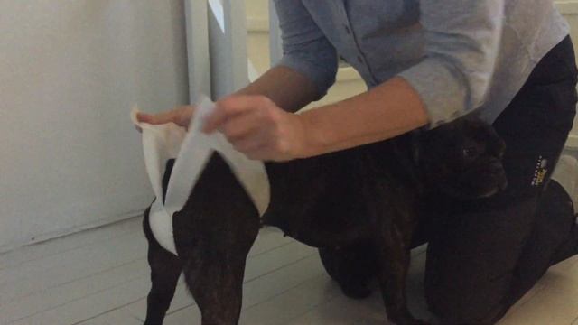 Petfort, Nikki Pants instruktionsvideo смотреть онлайн