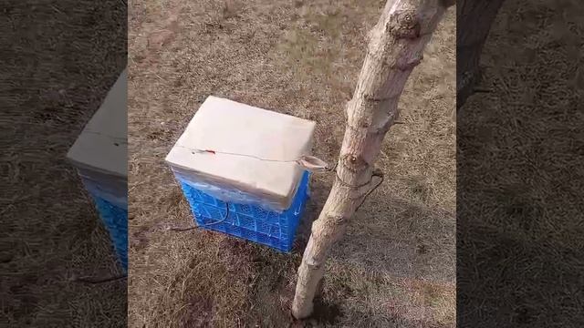 Электропастух самодельный в работе смотреть онлайн