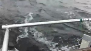 24.09.2016 Каховское водохранилище