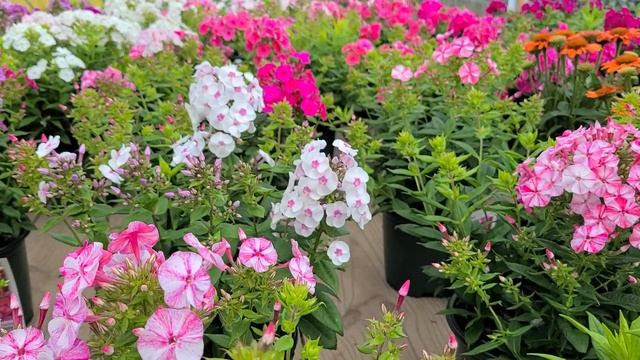 Phlox Freckle® Red Shades// Perennial with red,? light red & white-streaked blooms all on same plan смотреть онлайн