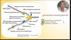 ЕГЭ по биологии. Репликация ДНК