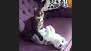 (FREE) Хаски Тайп Бит / Husky Type Beat