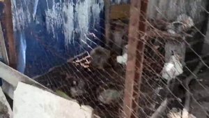 Что сделать с квочкой, чтоб не садилась на яйца!